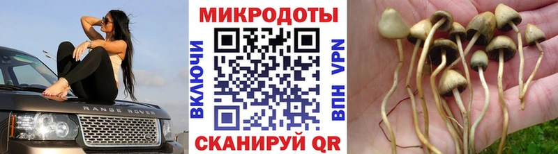 Галлюциногенные грибы MAGIC MUSHROOMS  купить наркоту  ссылка на мегу сайт  Оленегорск 